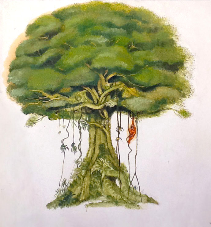 L'arbre à singe